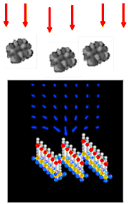 Microbes are drawn to the 'wheat field' of spears by the positively charged nitrogen atom.