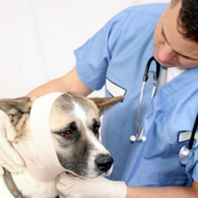 A Dog with the Veterinarian surgeon