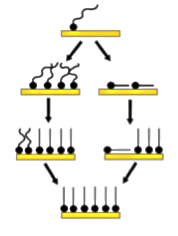 A working diagram of Bio-spear 